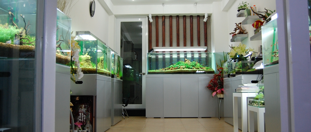 showroom hồ cá thủy sinh Lâm Kim Chi