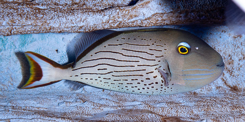 Cá Linespot Triggerfish 20202403