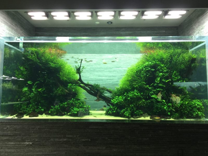 Tác phẩm hồ cá thủy sinh Rừng Primaveral bởi Takashi Amano tại Sumida Aquarium Nhật Bản