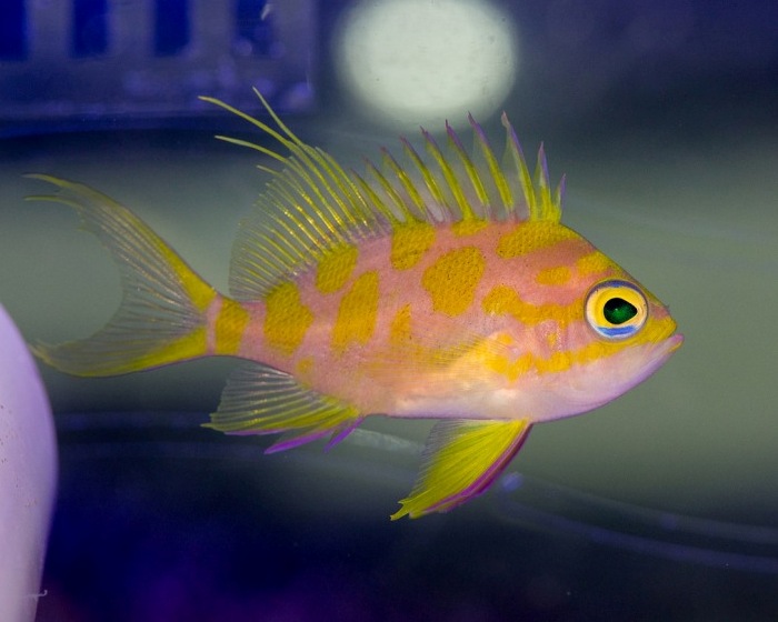 Hoàng tử Borbonius Anthias giữa đại dương