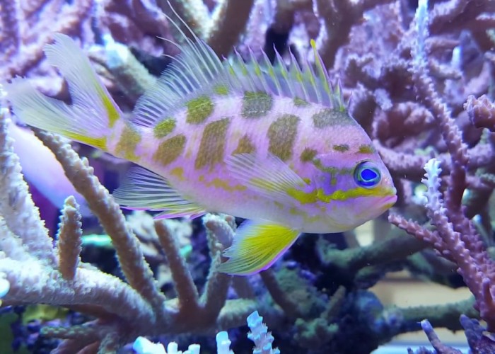 Odontanthias fuscipinnis nuôi nhốt được nuôi bởi Karen Brittain ở Hawaii