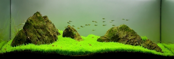 Đây là Hồ cá thủy sinh trang trí theo phong cách Iwagumi 