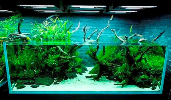 Cây thủy sinh giúp phát triển rêu tảo trong hồ