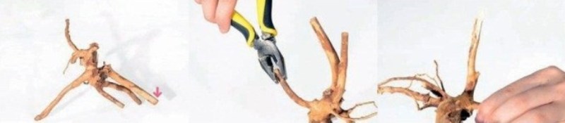 Bẻ đầu lũa cụt để tạo dấu vết tự nhiên