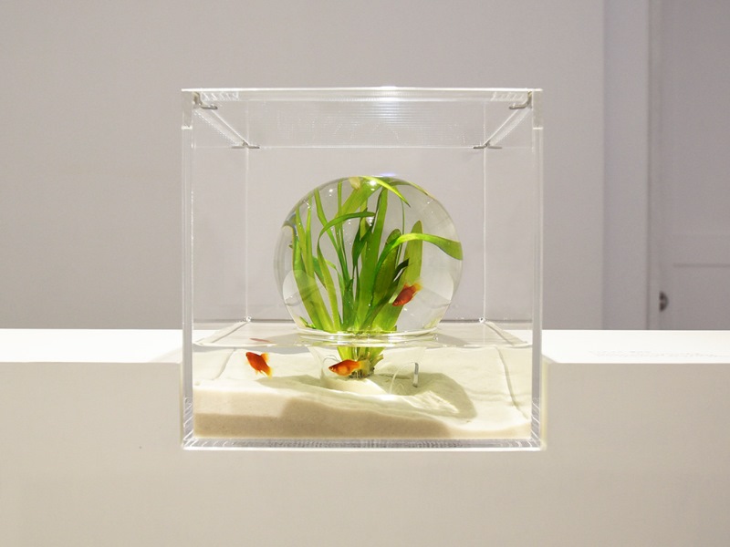 Hồ thủy sinh bán cạn được thiết kế theo phong cách tối giản của nghệ sĩ Haruka Misawa