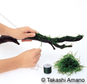 Buộc một lớp mỏng willow moss xung quanh thân lũa