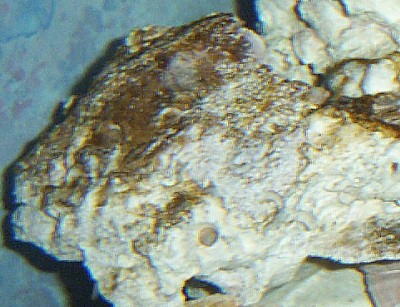 Cặn Nâu 2