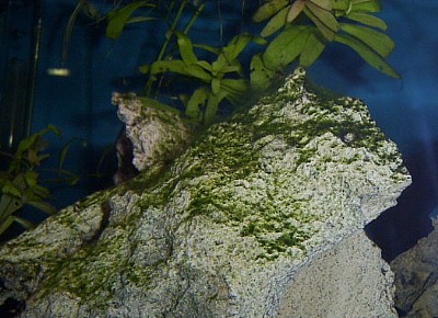Tảo xù
