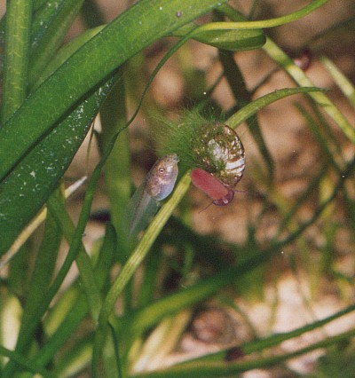 Tảo tóc 2