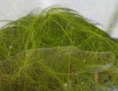 Tảo tóc 3
