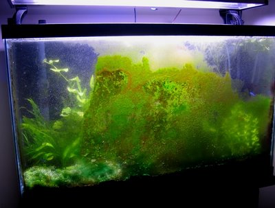 Tảo, rêu gây phản cảm trong hồ cá
