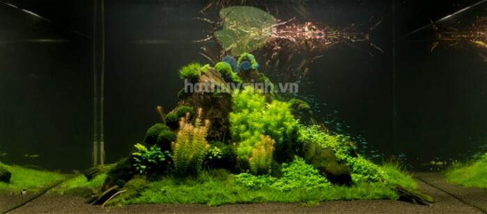Hồ cá thủy sinh đẹp