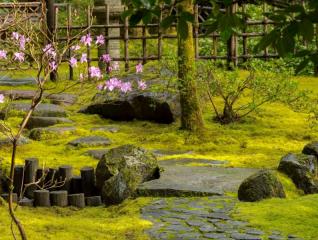 Tự setup khu vườn rêu mang phong cách Nhật Bản độc lạ cho riêng bạn