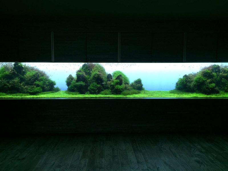Tác phẩm hồ cá thủy sinh đồng cỏ và đá Scape Aquarium bởi Takashi Amano tại Sumida Aquarium