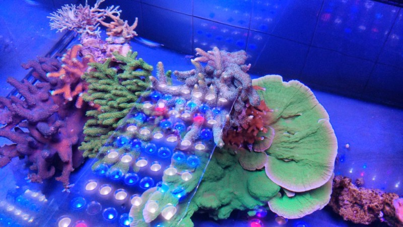 Ánh sáng của cường độ và phổ tần số chính xác PHẢI được cung cấp để đạt được sức khỏe san hô trong hồ cá biển 