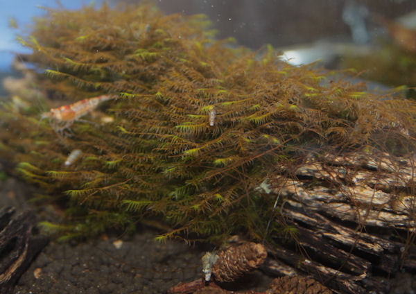 Rêu nâu (tảo nâu)