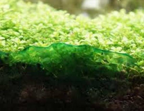 Rêu tảo nước xanh