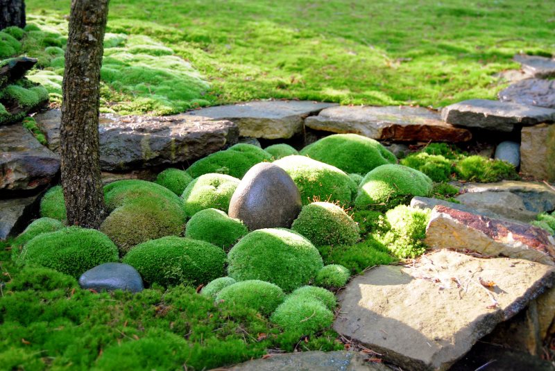 Tự setup khu vườn rêu mang phong cách Nhật Bản độc lạ cho riêng bạn