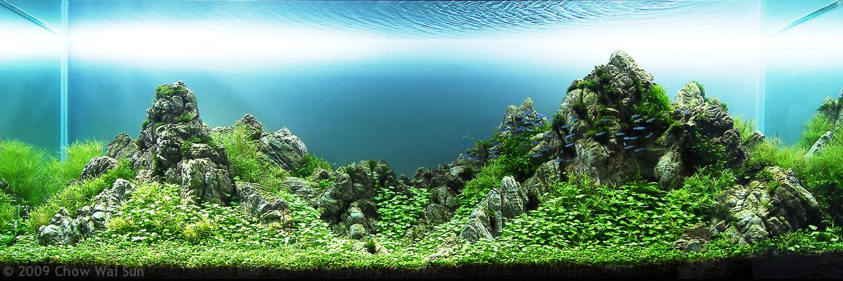 hồ thủy sinh không kiềng Iwagumi Amano