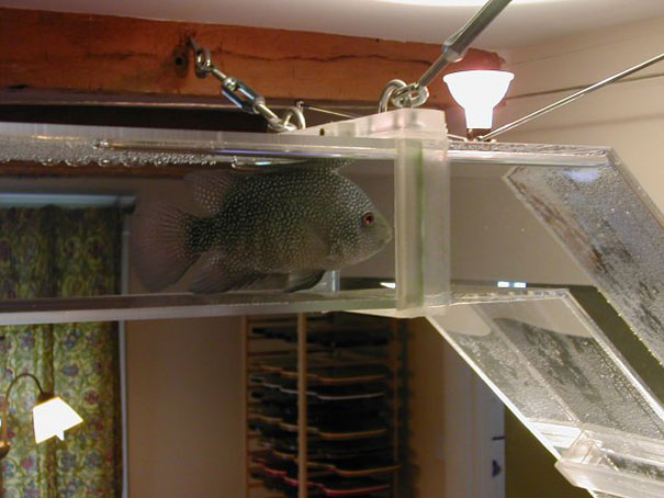 bể cá thủy sinh độc