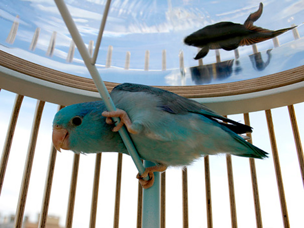 bể cá thủy sinh độc