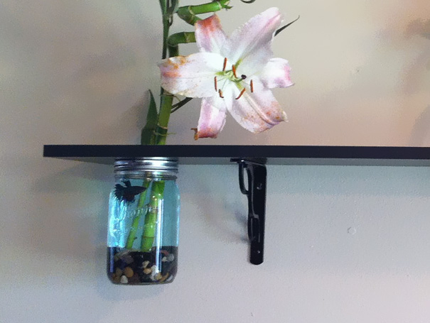 bể cá thủy sinh độc