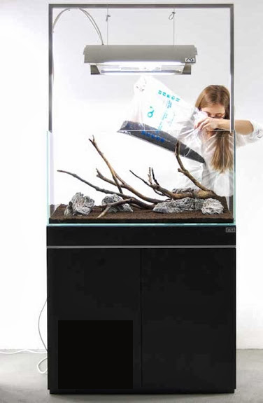 Setup ho ca thuy sinh khong kieng 14