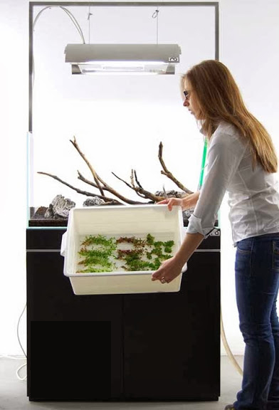 Setup ho ca thuy sinh khong kieng 14